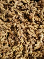 Fresh ginger/Black ginger new season 2018 best price/Ms.Hanna	