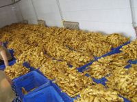 Fresh Ginger / Ginger / gember fresh vergestable / Asia ingwer / +84 965 821 187