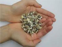 Moringa Oleifera Seeds High Quality origin from Viet Nam ( Anna + 84988332914)