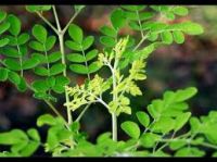 Viet nam with bulk quantity Moringa Seeds, Dry Moringa Leaves ( Anna + 84988332914 )