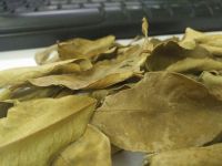 Dried Lemon leaf WHATSAPP +84 947 900 124
