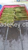 FROZEN SUGAR CANE/ FRESH FROZEN SUGAR CANE/ WHATSAPP +84947 900 124