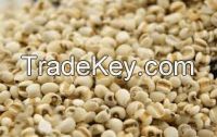 2018 -factory supplier coix seed in viet nam ( Anna +84988332914/Whatsapp)