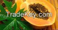Papaya seeds ( Anna + 84988332914 )