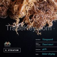 Dried Seaweeds kappaphycus striatum Vanguard