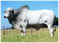 Fattening Bulls - Cattle Alive