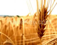 Wheat CIF Samsun, Turkey $205