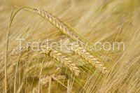 Barley