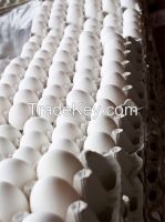 Fresh wHITE AND bROWN tABLE eGG