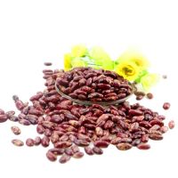 South Africa dry beans red bean red speckled kidney beans canned