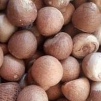 Wholesale Supplier of Top Quality 60-65% Good Cut Well Dried Split Betel Nuts