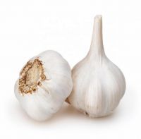 2021 South Africa Best Wholesale Fresh Garlic Price -new crop, high quality for export