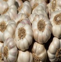 Wholesale Fresh Garlic Normal White Garlic