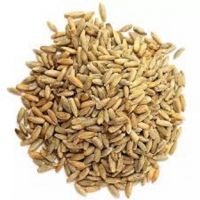 Rye Grain For Sale, Best Quality Rye For Sale, Rye Grain High Quality