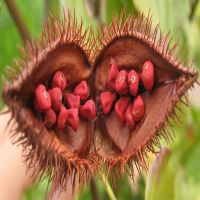 Natural dried orange-red condiment and food coloring Annatto tree seeds