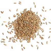 Fresh premium quality whole winter grain kilos rye for hot sale