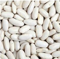 White Kidney Beans Butter Bean White bean Cheap Price