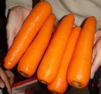 new crop high quality fresh carrots