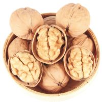 Excellent Quality Thin-Skin Raw Walnut with Shell in Bulk Wholesale