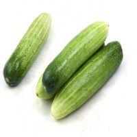 High Quality Natural Fresh Green Cucumber Vegetables For Sale