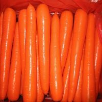 New crop fresh organic vegetables wholesale carot/carrot seeds price of carrots in bulk