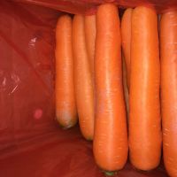 Bulk Fresh Delicious Carrots For Sale