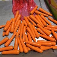 Best Price Carrots For Wholesale Export South Africa Natural Fresh Carrots