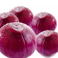 Best Selling Fresh Red Onion for Export