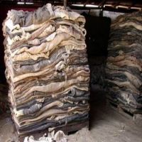 Quality Wet Salted Donkey Hides
