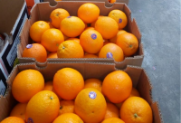 Valencia Oranges