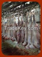 frozen halal lamb best supplier from China