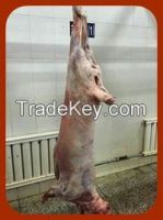 frozen halal lamb China origin exporter