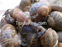 Sell 26 (Ton) Snails Helix Pomatia &amp;amp; Helix Aspersa