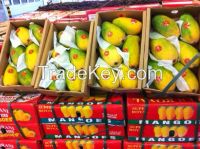 Fresh Mango Fruit