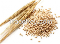 Barley for Animal Feed - Ukrainian Origin