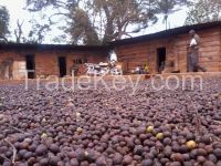 Coffee, Cocao, Organic Fertilizer