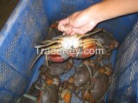 Live mud crab