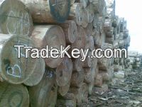 Siberian Timber