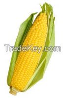 Corn