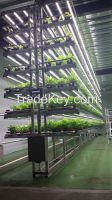 Indoor Hydroponic Mass Production Plant Factory