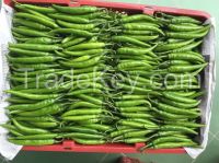Vietnam Fresh Green chilli/red pepper/hot pepper with high quality