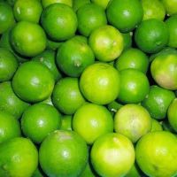 Vietnam Fresh green Lemon/ Lime with seed or seedless