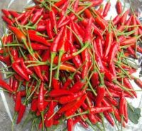 Vietnam Fresh chilli/red pepper/hot pepper with high quality