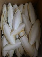 Vietnam Cuttlefish Bone with high quality