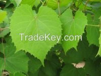 Grape Leaves for sale