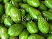 Avocado from Vietnamese manufacturer