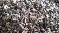 Dried Noni Fruit with many medical benefits