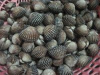 Blood cockle (Blood Clam) from vietnam