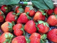 Strawberry For Sales From Vietnam