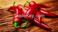 CHILI PEPPER_Hot Price